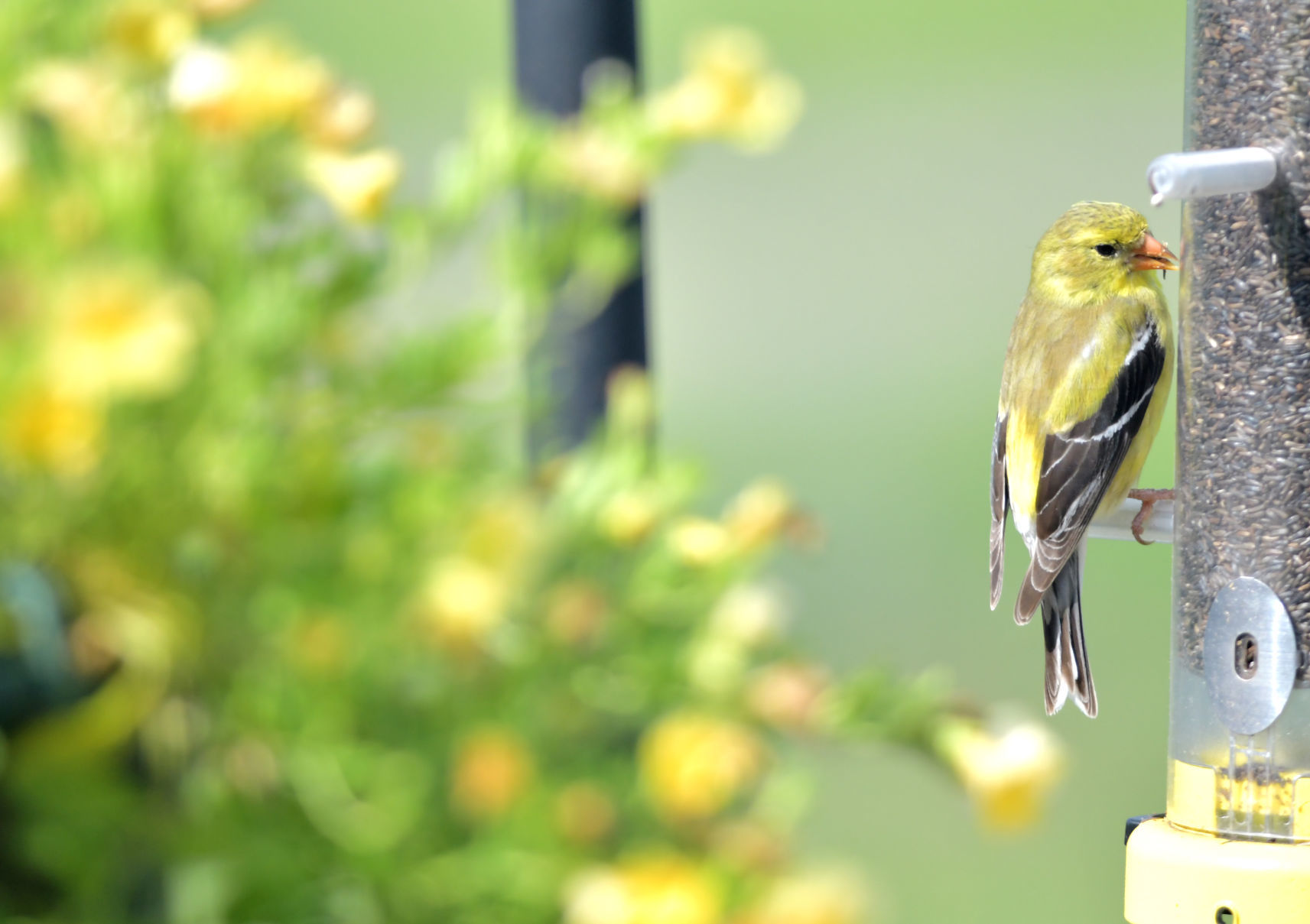 FEASTING FINCH